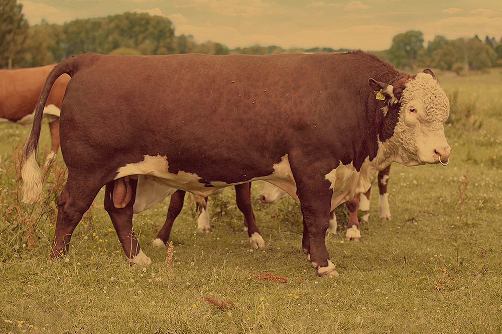 Kroken Hereford
