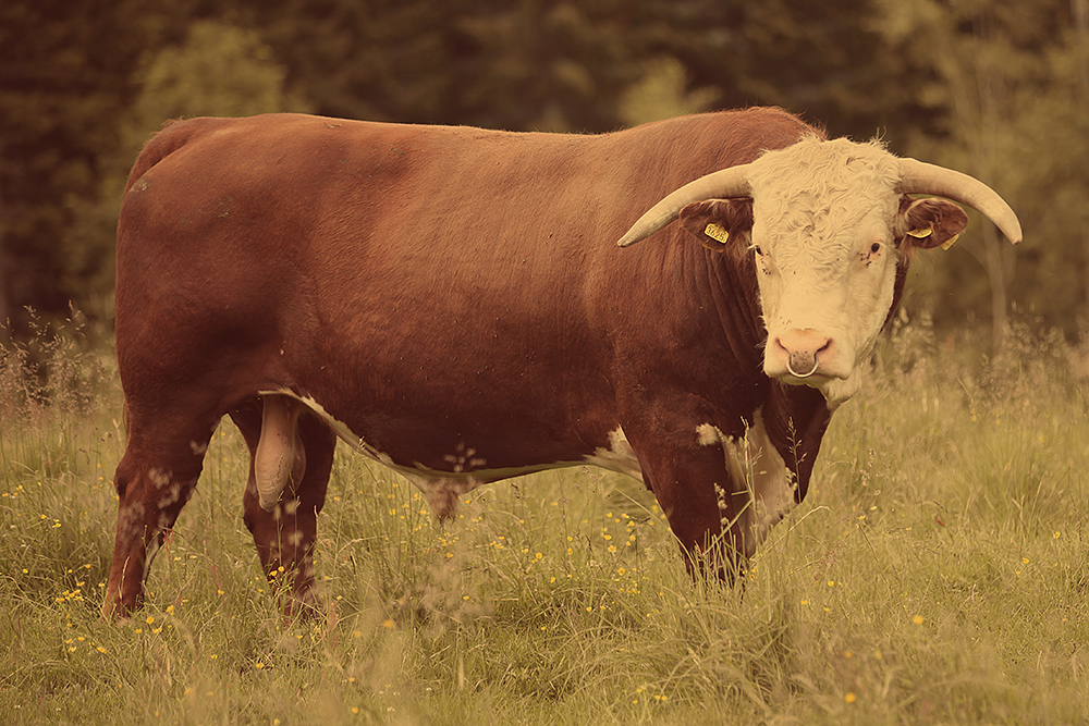 Kroken Hereford