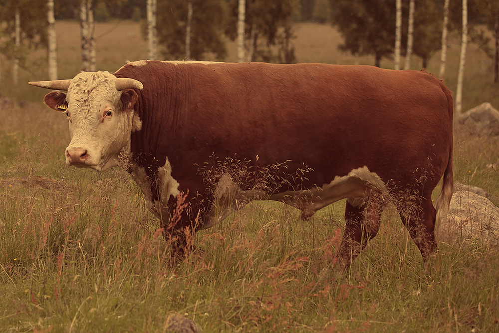 Kroken Hereford